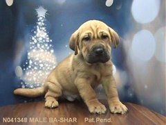 Ba Shar-Puppies-For Sale-Long Island-NY